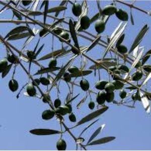 Meet your Posher, olive